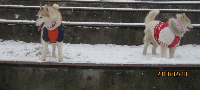 ホワイトアウト（猛粉雪の朝）_e0121548_2140696.jpg