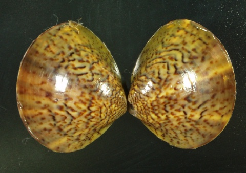 beachmollusc ひむかのハマグリ