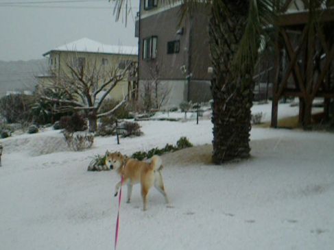 2010年2月18日(木)ヒャ~! 雪景色!_f0060461_1042452.jpg