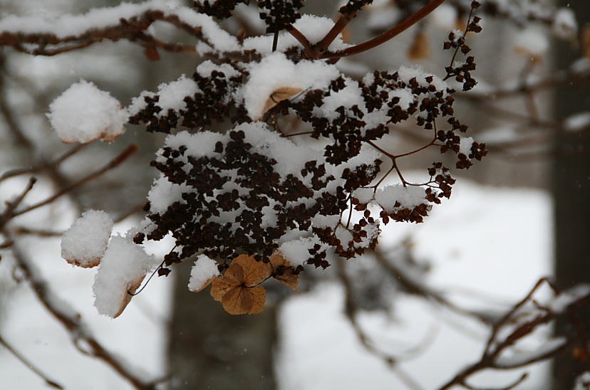 雪が降る日に　ツルアジサイ　　2/14_c0112479_23422845.jpg