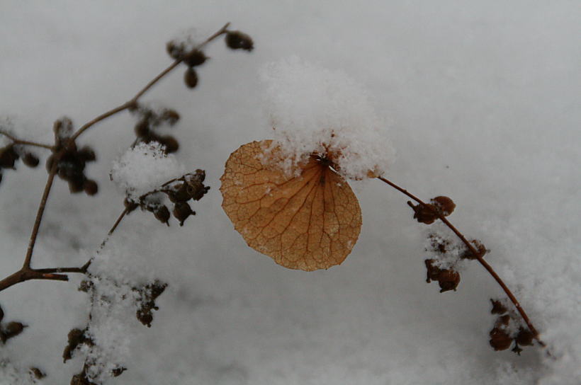 雪が降る日に　ツルアジサイ　　2/14_c0112479_2342557.jpg