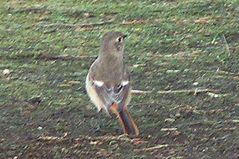 河津桜と野鳥たち_f0030085_22485377.jpg