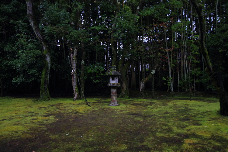 高桐院(大徳寺塔頭)_e0051888_22584160.jpg