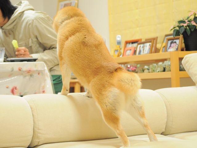 おねだり上手_a0126590_23131425.jpg
