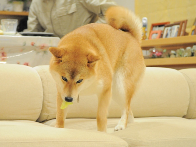 おねだり上手_a0126590_23142089.jpg