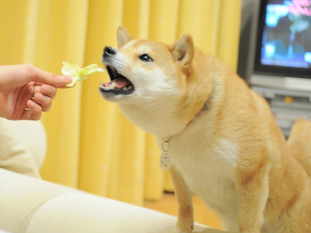 おねだり上手_a0126590_2314535.jpg