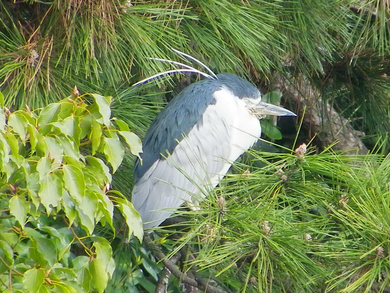 ゴイサギ（大濠公園 2010/02/13撮影）_f0204094_0531851.jpg