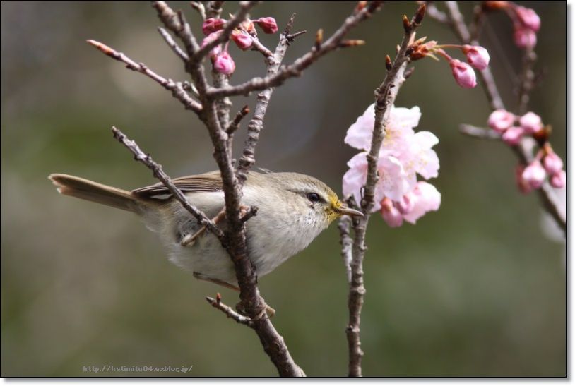 桜に鶯_a0057905_20323212.jpg