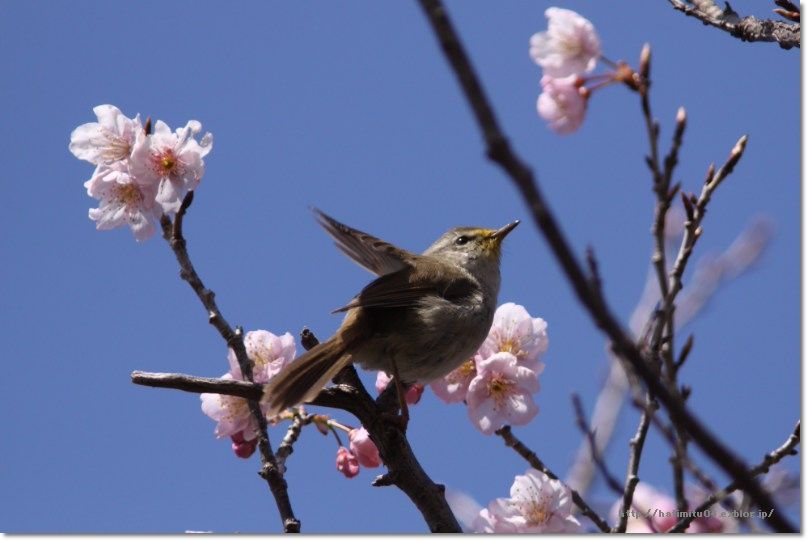 桜に鶯_a0057905_20383032.jpg