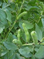 soramame♪_d0114712_765482.jpg