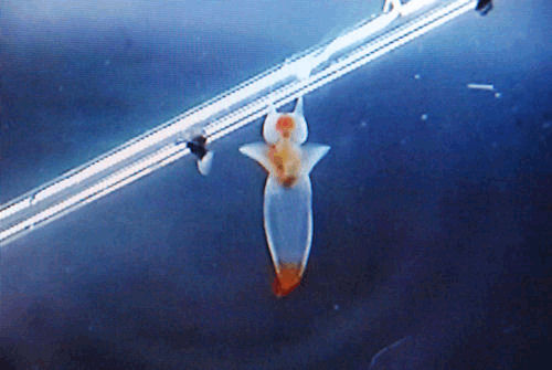 e0126914_22125236.gif