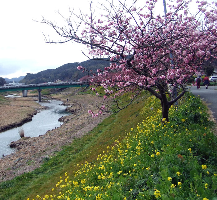 桜・菜の花・南伊豆_a0082132_126845.jpg