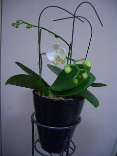 胡蝶蘭の2番花 虹の彼方のひとりごと 胡蝶蘭の2番花 虹の彼方のひとりごと