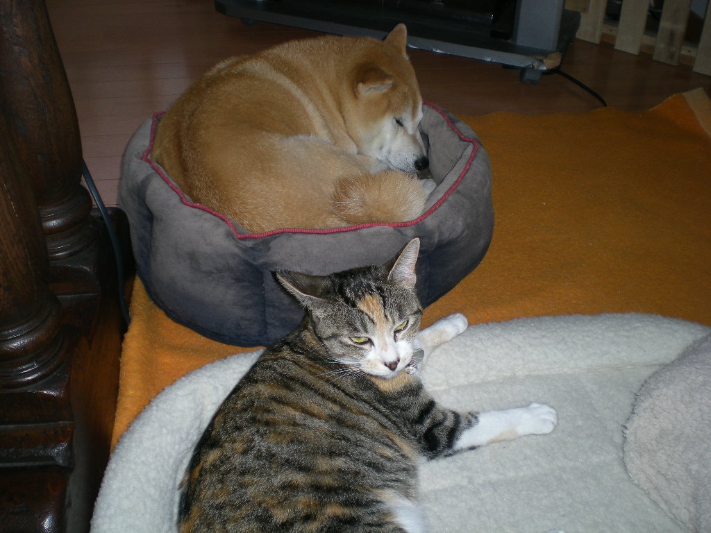 2010年2月19日(金)正しいベッド!_f0060461_11151156.jpg