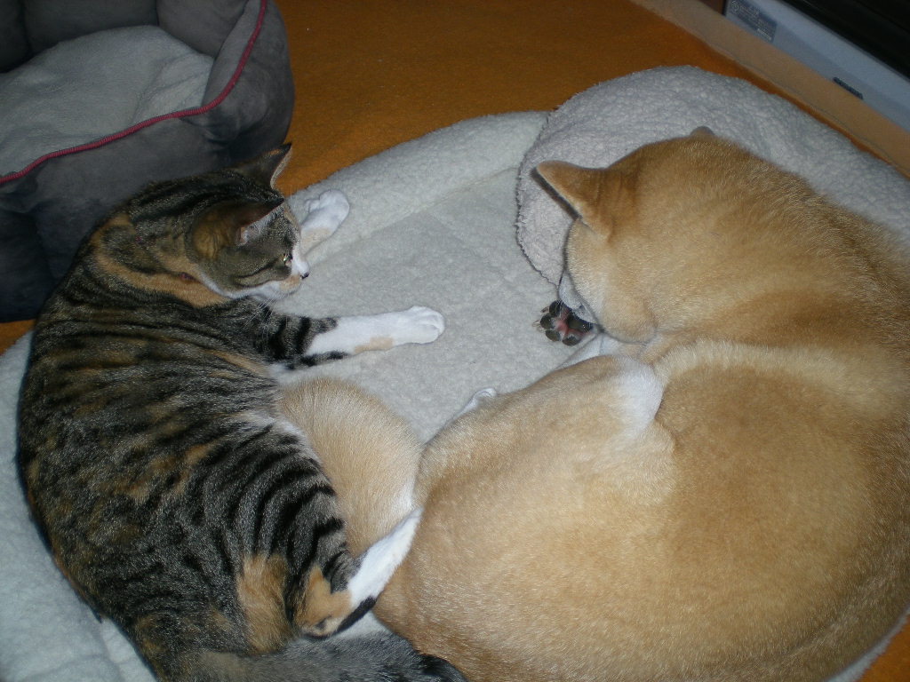 2010年2月19日(金)正しいベッド!_f0060461_11165022.jpg