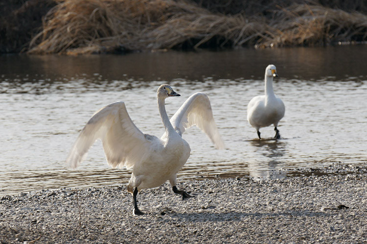 春近い越辺川で_b0190068_19413724.jpg