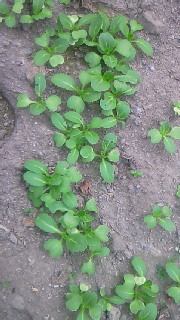 e0161791_1229231.jpg