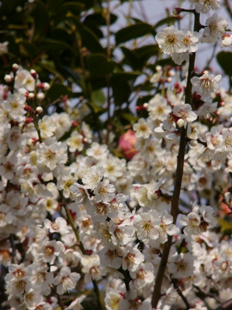a0123003_17341069.jpg