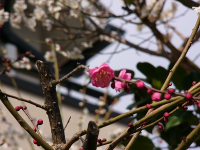 a0123003_17354081.jpg