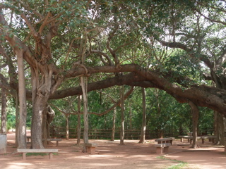 理想都市auroville_d0094310_1745145.jpg