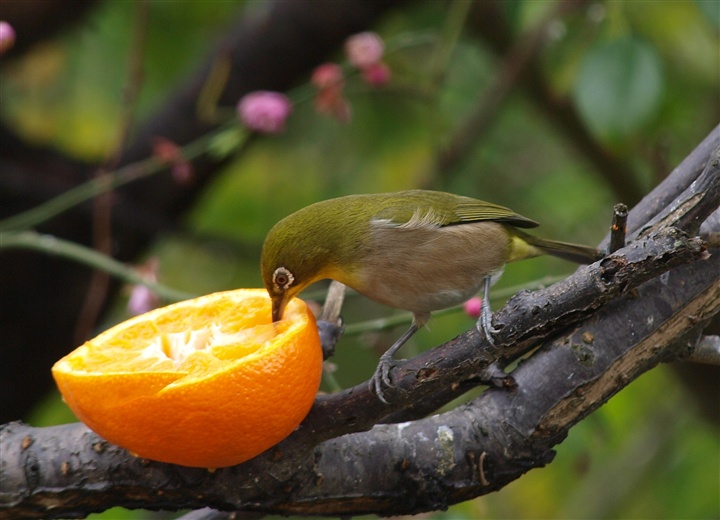 スズメもみかんを食べる？_f0013727_2204558.jpg