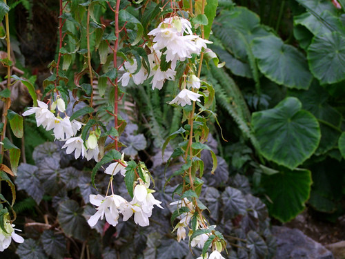 「箱根スイーツコレクション2010 箱根ベゴニア園 抹茶ときなこのムース」_a0000029_1245410.jpg