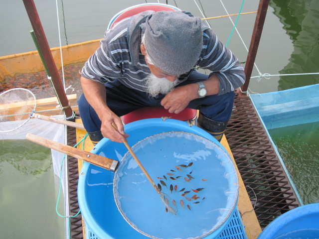 宮島養魚場２００９　vol.2_f0214235_20114139.jpg