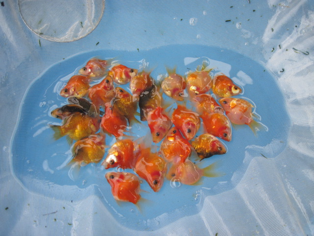 宮島養魚場２００９　vol.2_f0214235_20132332.jpg