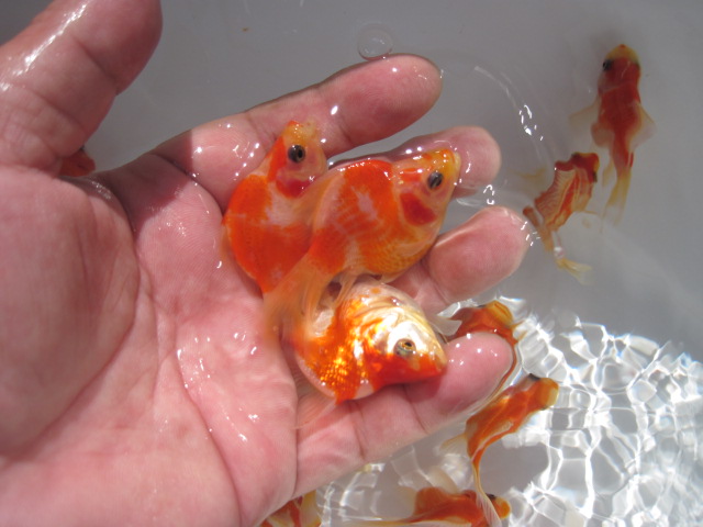 宮島養魚場２００９　vol.2_f0214235_2041453.jpg