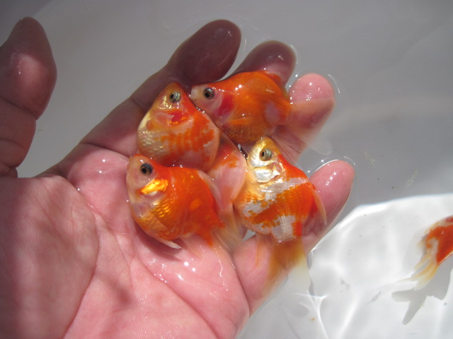 宮島養魚場２００９　vol.2_f0214235_20444284.jpg