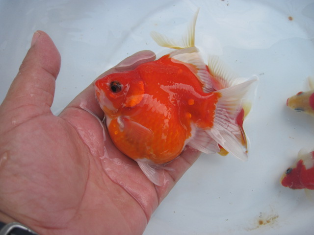 宮島養魚場２００９　vol.2_f0214235_2101697.jpg