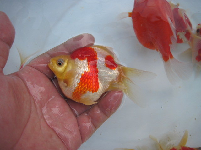 宮島養魚場２００９　vol.2_f0214235_2112532.jpg