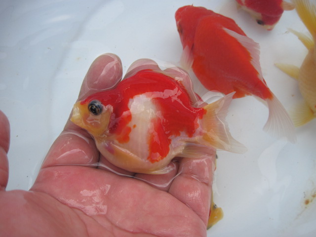 宮島養魚場２００９　vol.2_f0214235_212291.jpg