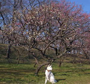 a0117039_20111741.jpg