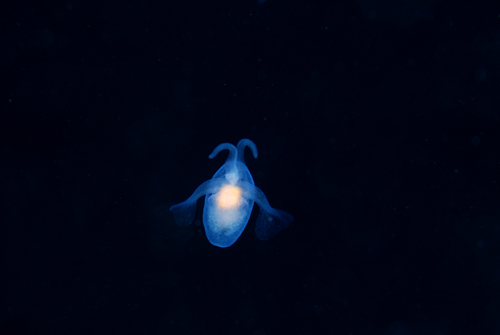 マメツブハダカカメガイ!!_b0186442_22445517.jpg