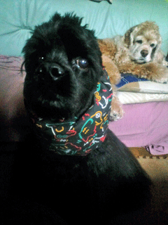 f0203249_175526.gif