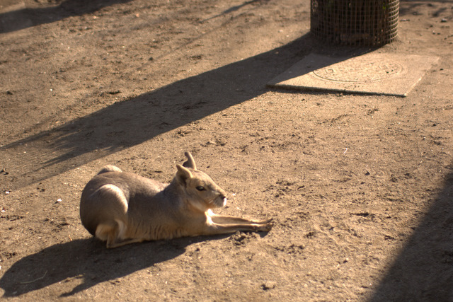 井の頭恩寵公園２_b0176556_19164835.jpg