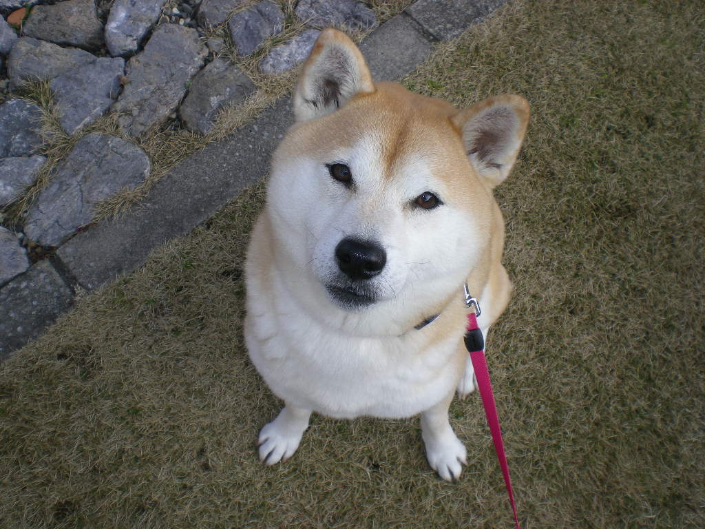 2010年2月20日(土)サーフィン日和?_f0060461_16194588.jpg