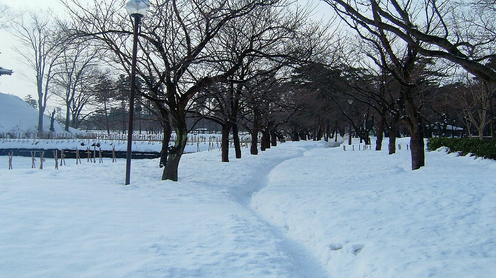 高田公園の雪！_e0065084_22133882.jpg