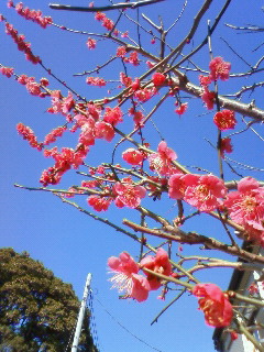 梅が咲く_b0117785_15464518.jpg