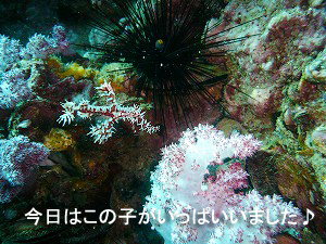 やっぱり海はいいですね ~祝☆アドバンス!~_f0144385_20485629.jpg