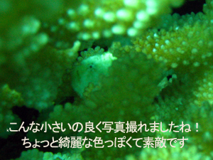 2月19日 ラチャノイ・ラチャヤイ3dive_f0144385_2245167.jpg