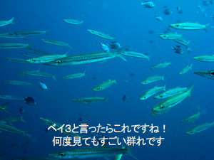 2月19日 ラチャノイ・ラチャヤイ3dive_f0144385_2273029.jpg
