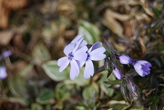 2月の庭…_c0124100_2232445.jpg