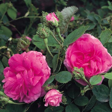 e0163202_16434637.jpg