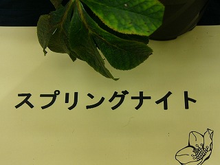 a0123003_20214880.jpg