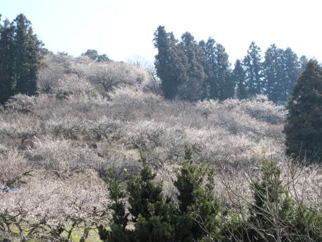 c0036203_18575181.jpg