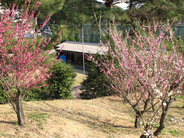 夜宮公園の梅園に初めて行った_c0036203_1974572.jpg