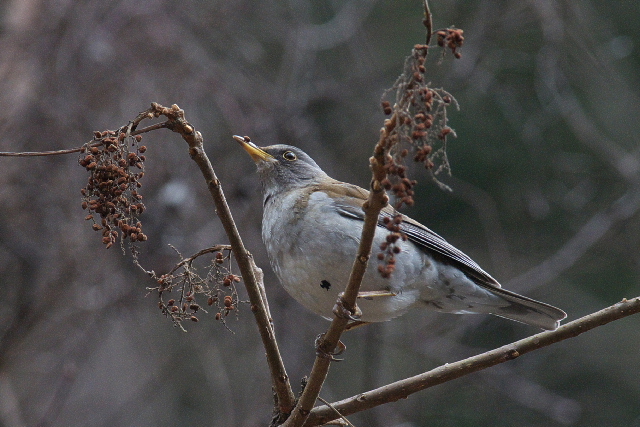 林道の野鳥たち（シロハラ）_f0196803_20495624.jpg