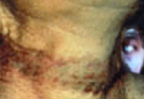 e0103408_18554271.gif